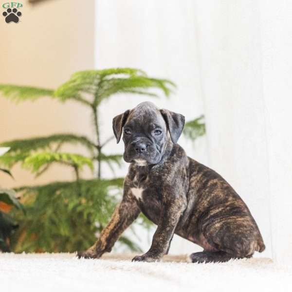 Prince, Boxer Puppy